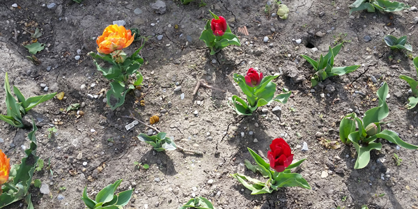 Huertos con plantas creciendo