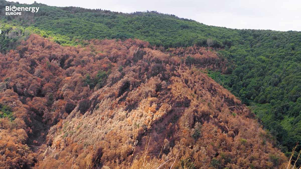 avebiom prevencion incendios forestales gestion paisaje