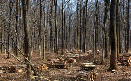 Bosque en el que se extrae bioenergía