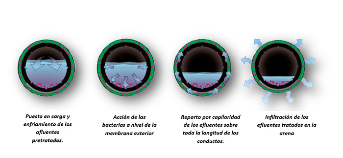 dbo grafico