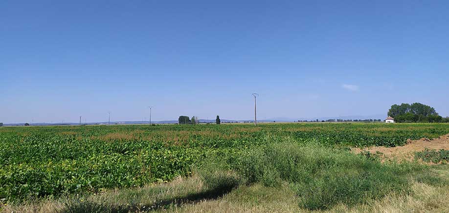 los biocombustibles se obtienen de cultivos de maíz en zonas rurales