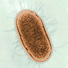 bacteria legionella