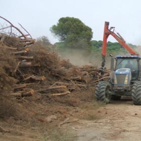 Biomasa forestal